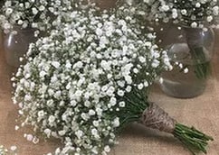 Baby's Breath Bouquet